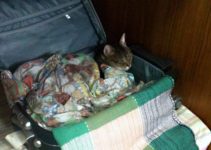 Viajando com seu animal de estimação