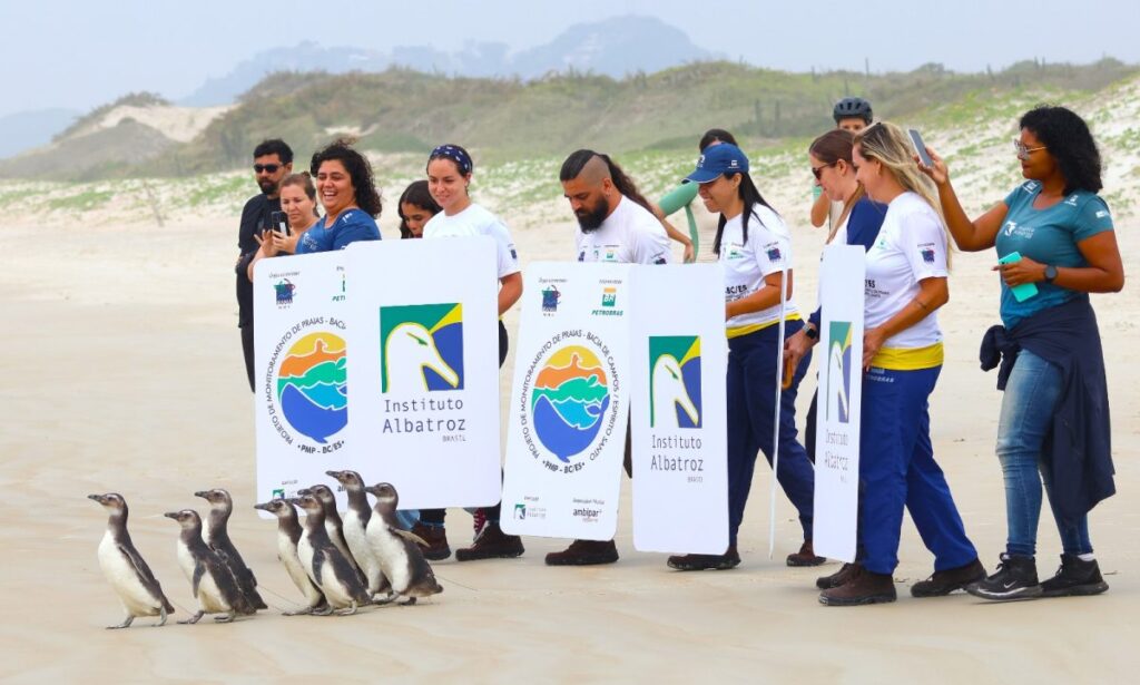 Praia Pontal do Peró solta 8 pinguins de Magalhães 2