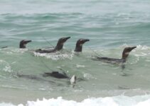 Praia Pontal do Peró solta 8 pinguins de Magalhães 1