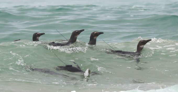 Praia Pontal do Peró solta 8 pinguins de Magalhães 1