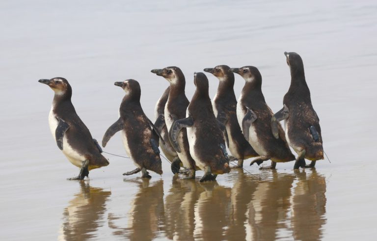 8 pinguins de Magalhães voltando a liberdade na Praia Pontal do Peró